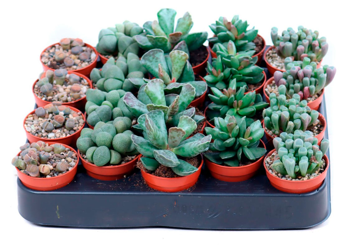 

Суккулент Литопс микс в горшке, d 8,5 h 10 см