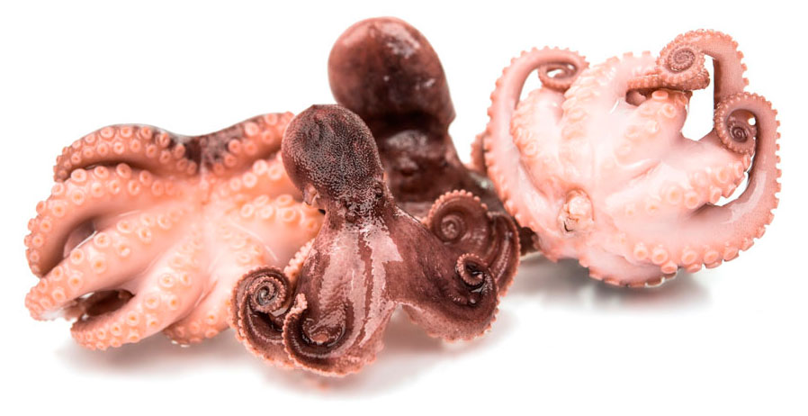 Изображение товара Молодые осьминоги свежие деликатес морской продукт 14 дней хранения