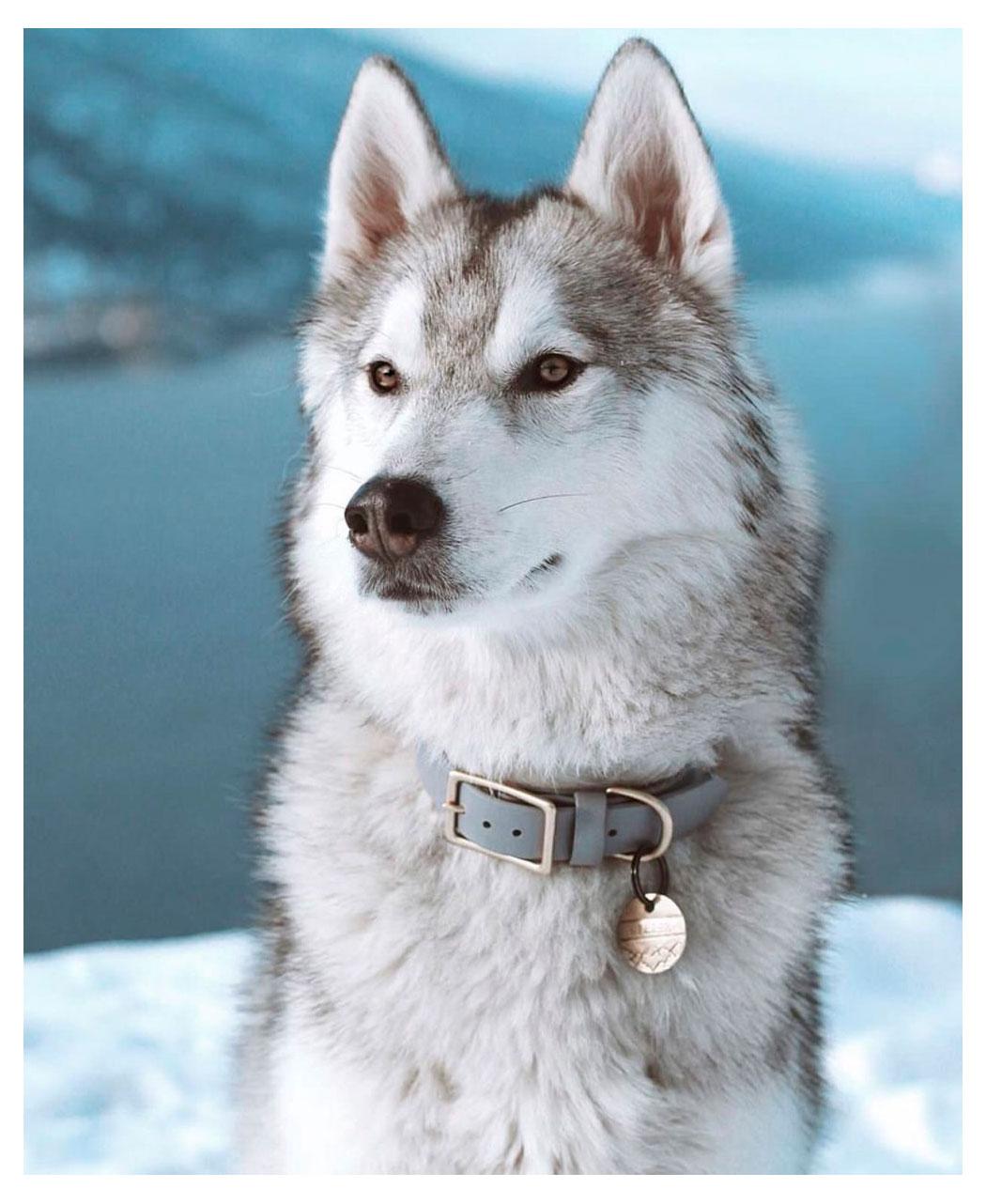 Изображение товара Календарь карманный «Артэ Нуэво» Собаки 3D 2026 г 7х10 см, 1 шт в ассортименте