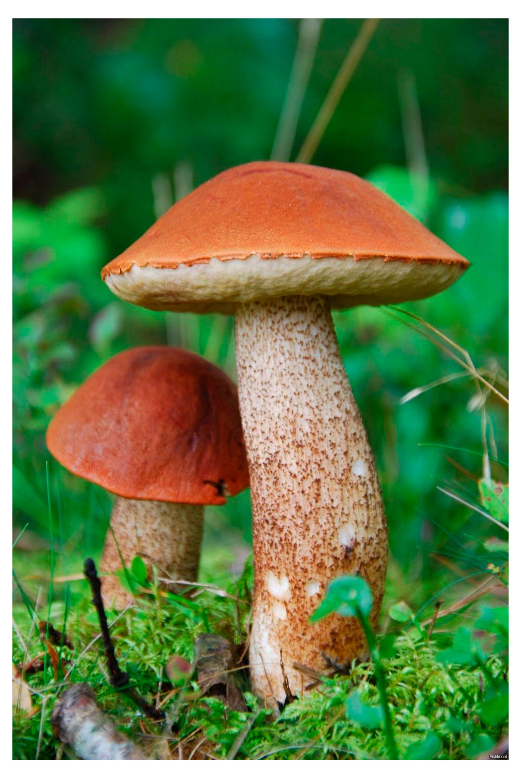 Изображение товара Календарь карманный «Артэ Нуэво» Природа 3D 2026 г 7х10 см, 1 шт в ассортименте