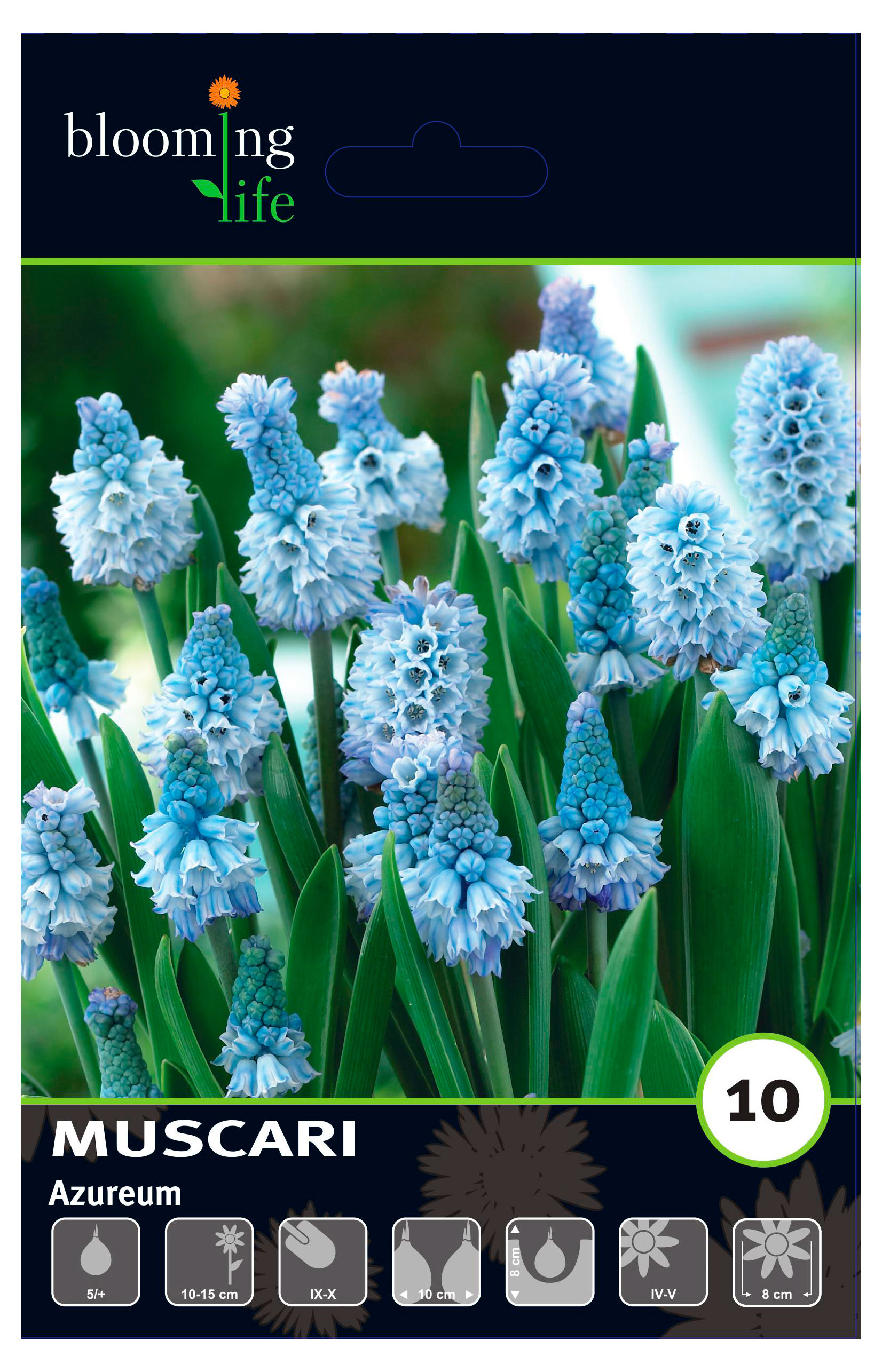 

Луковицы Флора групп Мускари лазурный Альбум, 8 шт