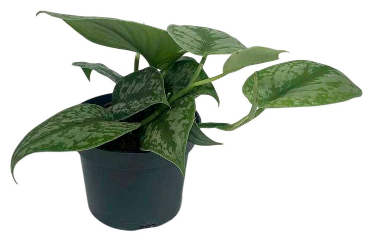 

Живое растение Сциндапсус Трейба Дарк Форм в горшке d 12 h 10 см, 1 шт