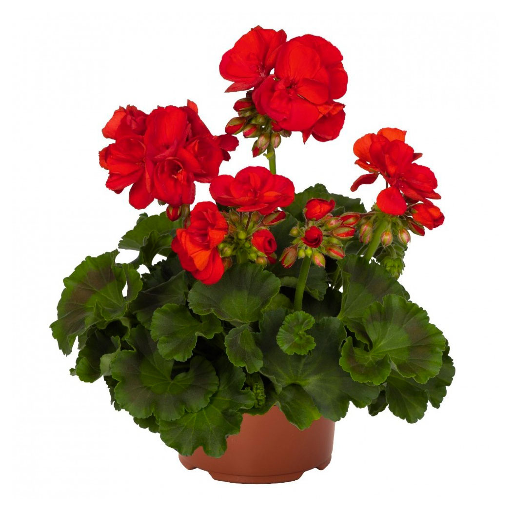 Изображение товара Саженцы Пеларгонии зональной диаметром 12 см для сада и дома