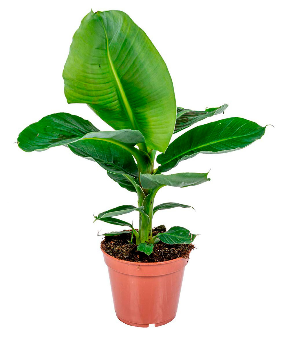 

Живое растение пальма Банан в горшке d 14 см, 1 шт