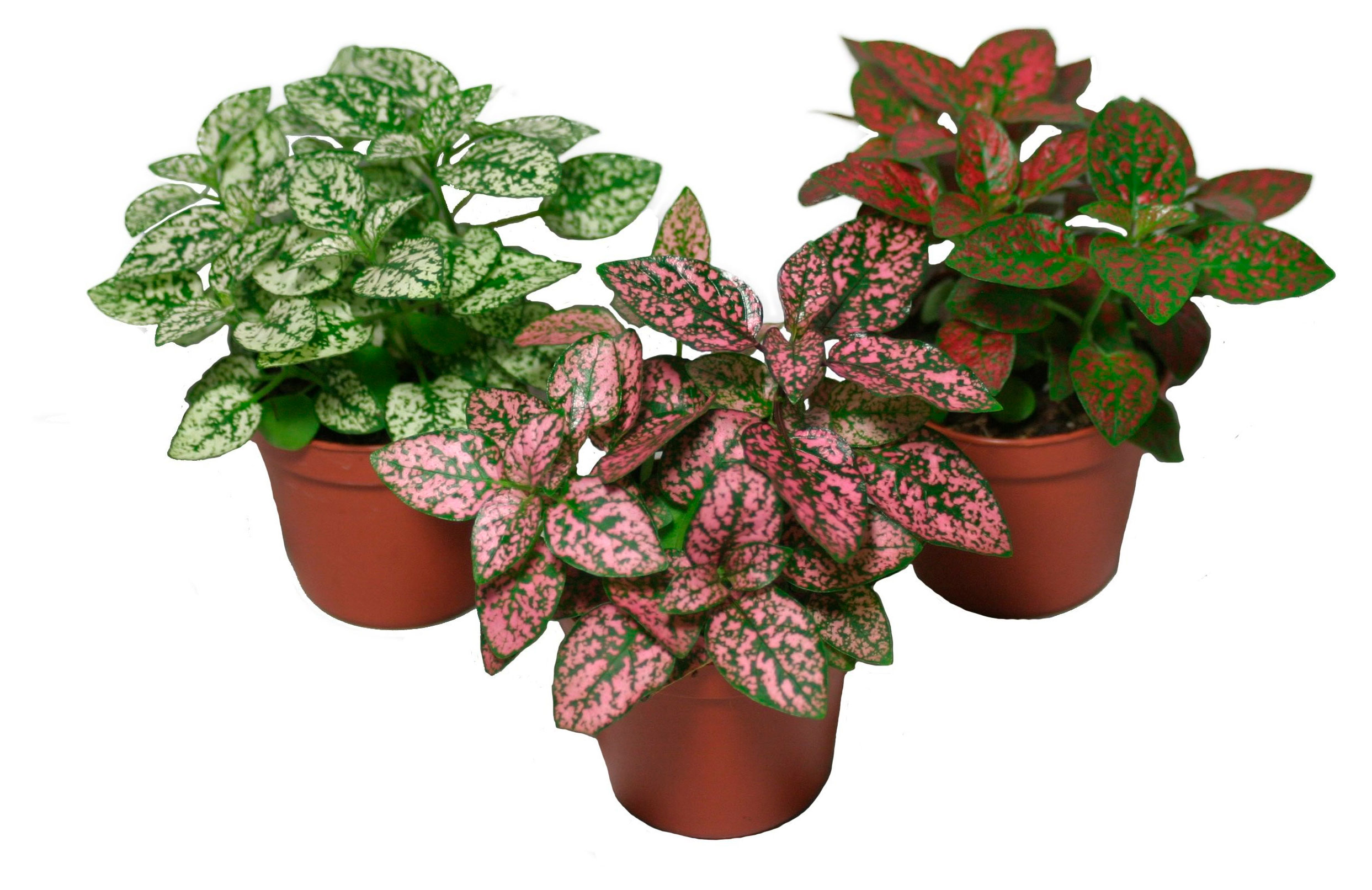 

Гипоэстес в горшке, d 9 см