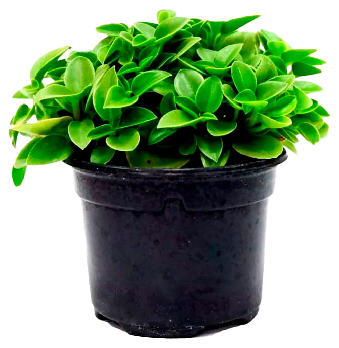 

Живое растение Каллизия в горшке d 9 см, 1 шт