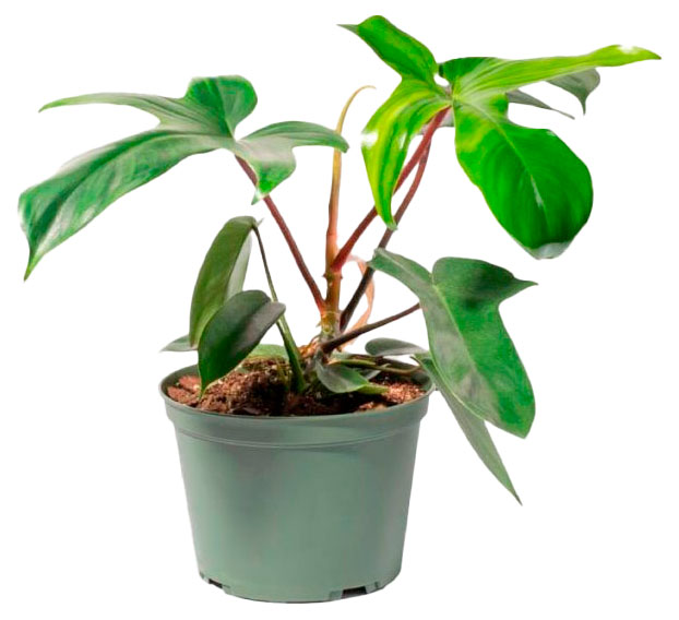 

Живое растение лиана Филодендрон Флорида Грин в горшке d 12 h 20 см, 1 шт