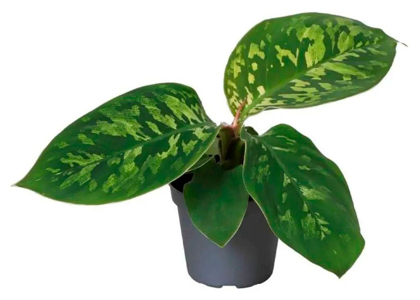 

Хомаломена Камуфляж в горшке, d 12 h 30 см