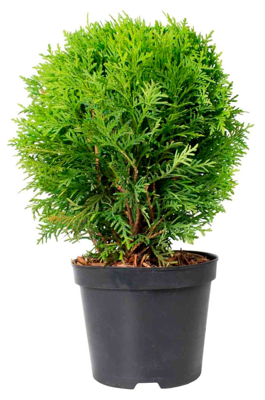 Изображение товара Саженцы Туя западная «Цветы Московского» Тини Тим, d 15 h 35 см