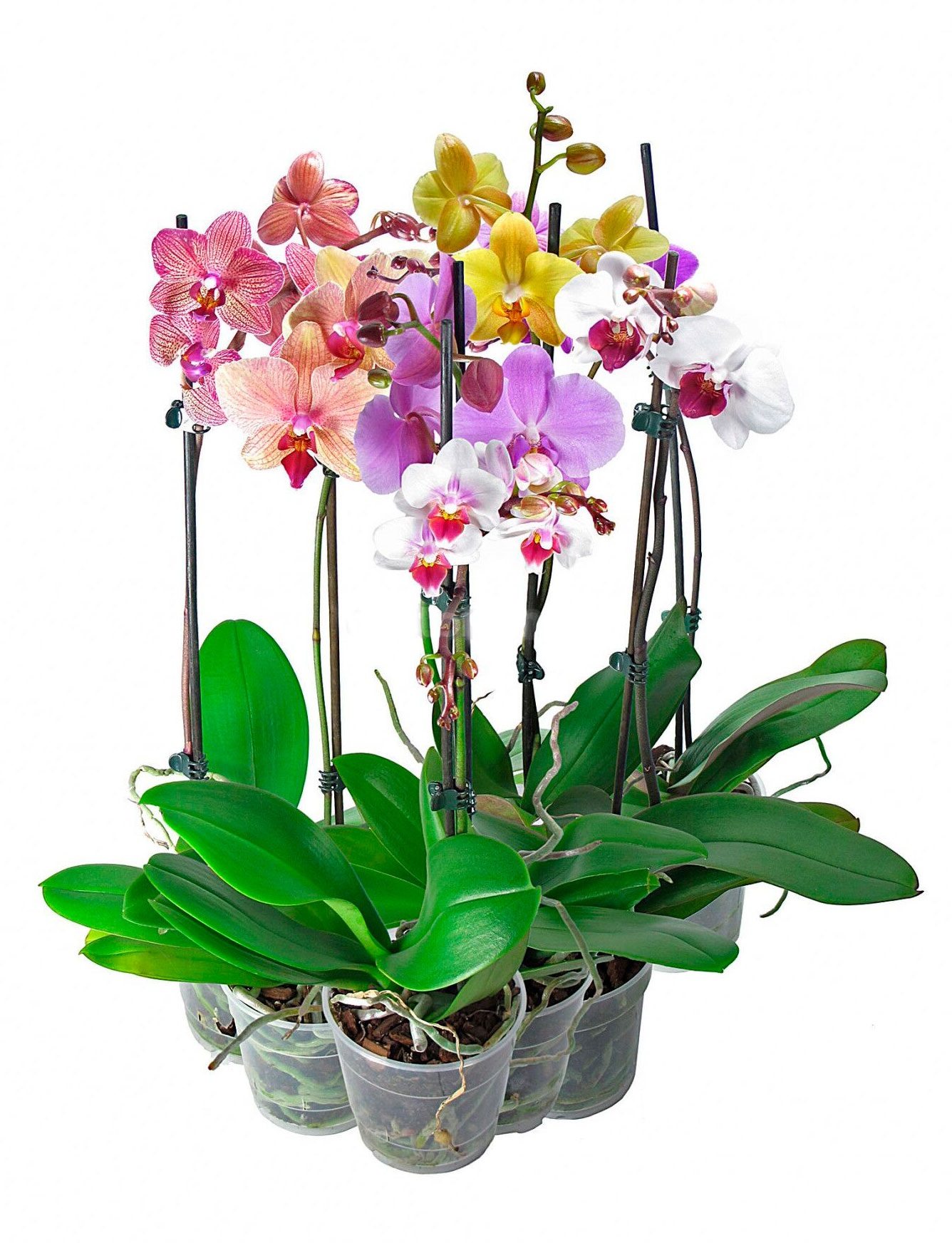 

Живое растение Орхидея Фаленопсис Фунда Бо 2 стебля в ассортименте в горшке d 12 h 70 см, 1 шт