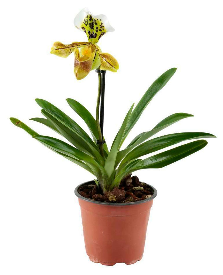 

Живое растение Орхидея Пафиопедилум 1 стебель в горшке d 12 h 35 см, 1 шт