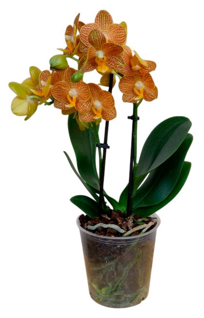 

Живое растение Орхидея Фаленопсис Тейбл Дэнс 2 стебля в ассортименте в горшке d 9 h 25 см, 1 шт