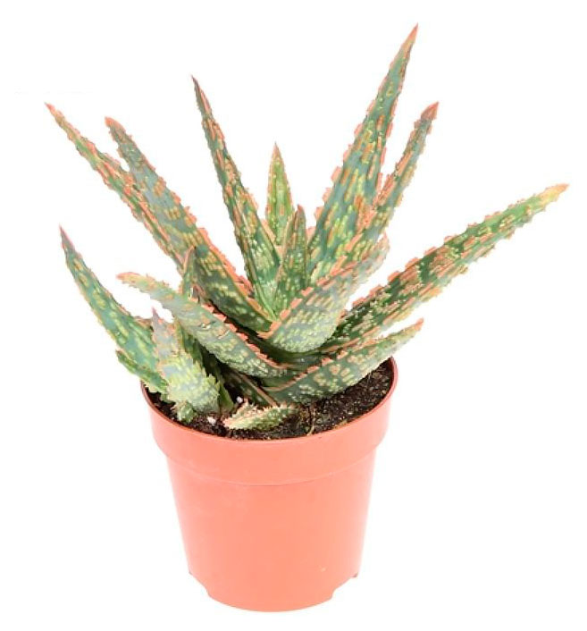 

Живое растение суккулент Алоэ Витро в горшке d 8,5 h 12 см, 1 шт