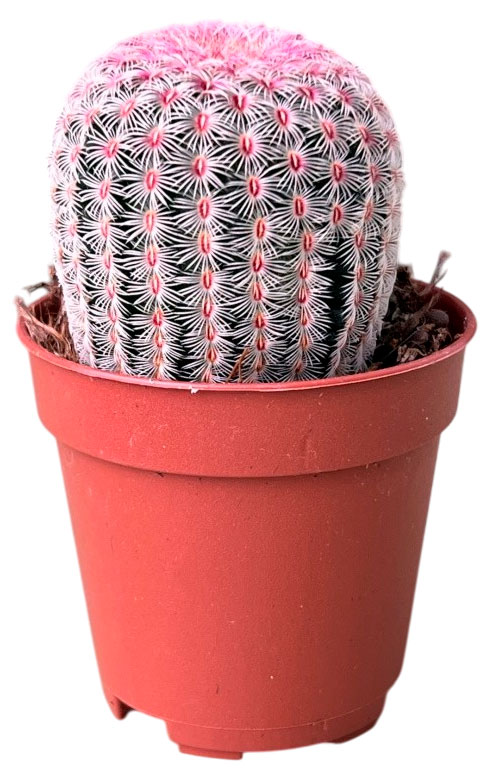 

Живое растение Кактус Эхиноцереус Рубиспинус в горшке d 8,5 h 15 см, 1 шт