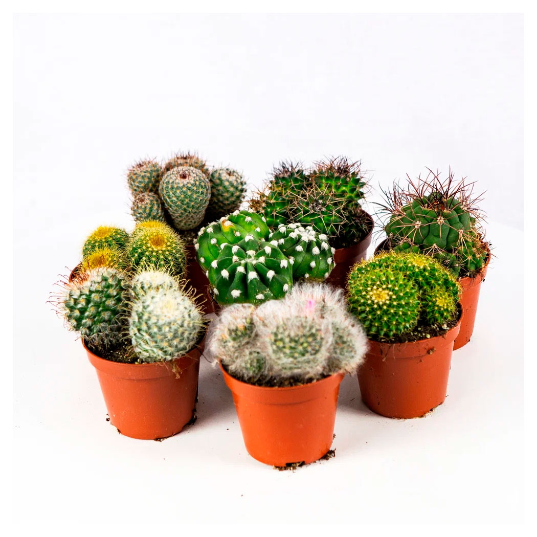 

Кактус шар микс в горшке, d 8,5 h 10 см в ассортименте