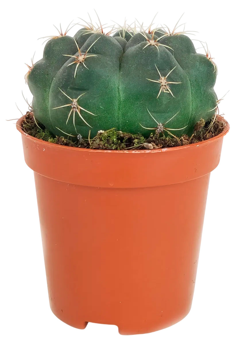 

Живое растение Кактус Гимнокалициум Балдианум в горшке d 5,5 h 8 см, 1 шт