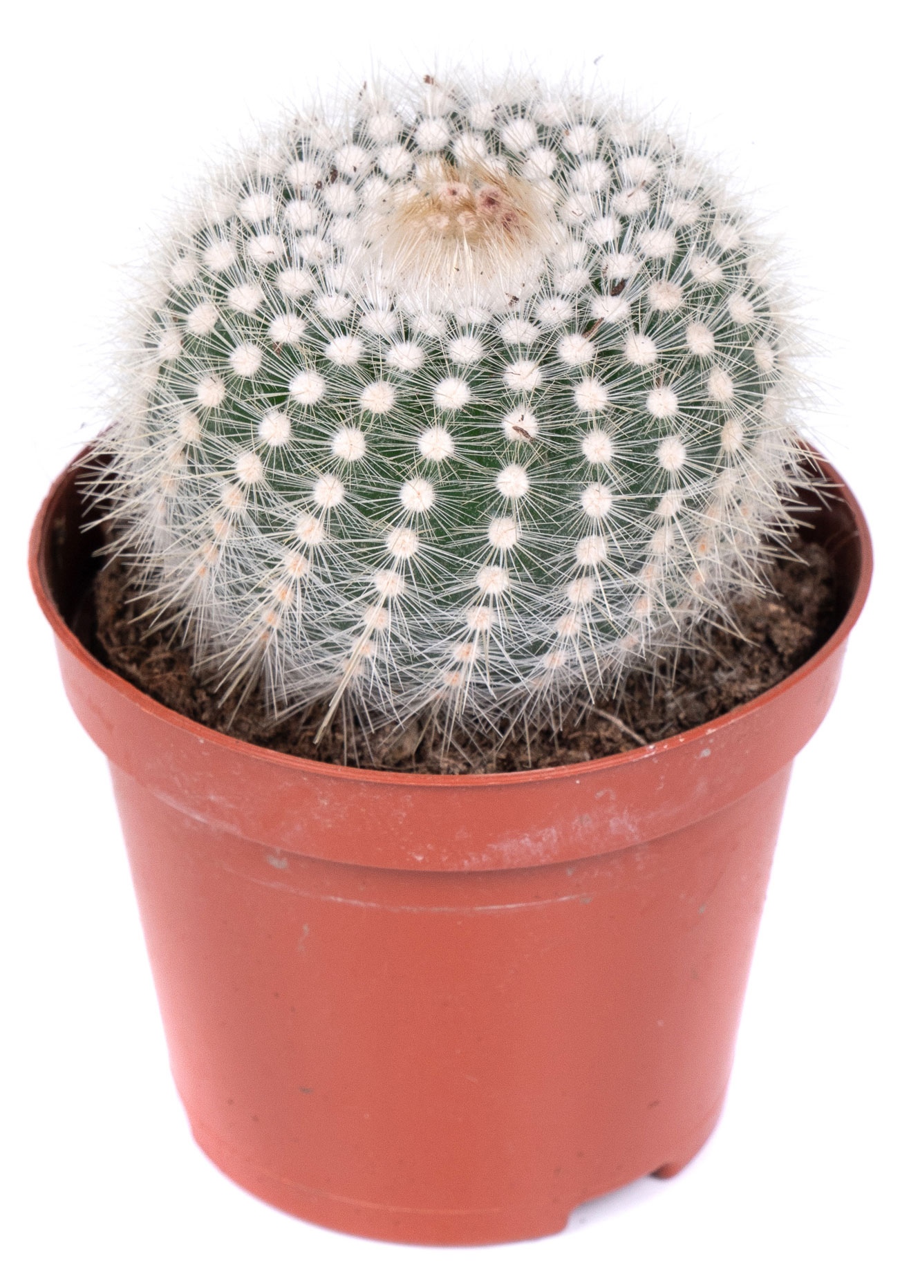 

Кактус Нотокактус Скопа в горшке, d 5,5 h 10 см