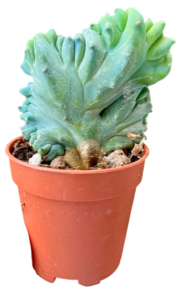 

Живое растение Кактус Миртиллокактус геометрический в горшке d 5,5 h 12 см, 1 шт