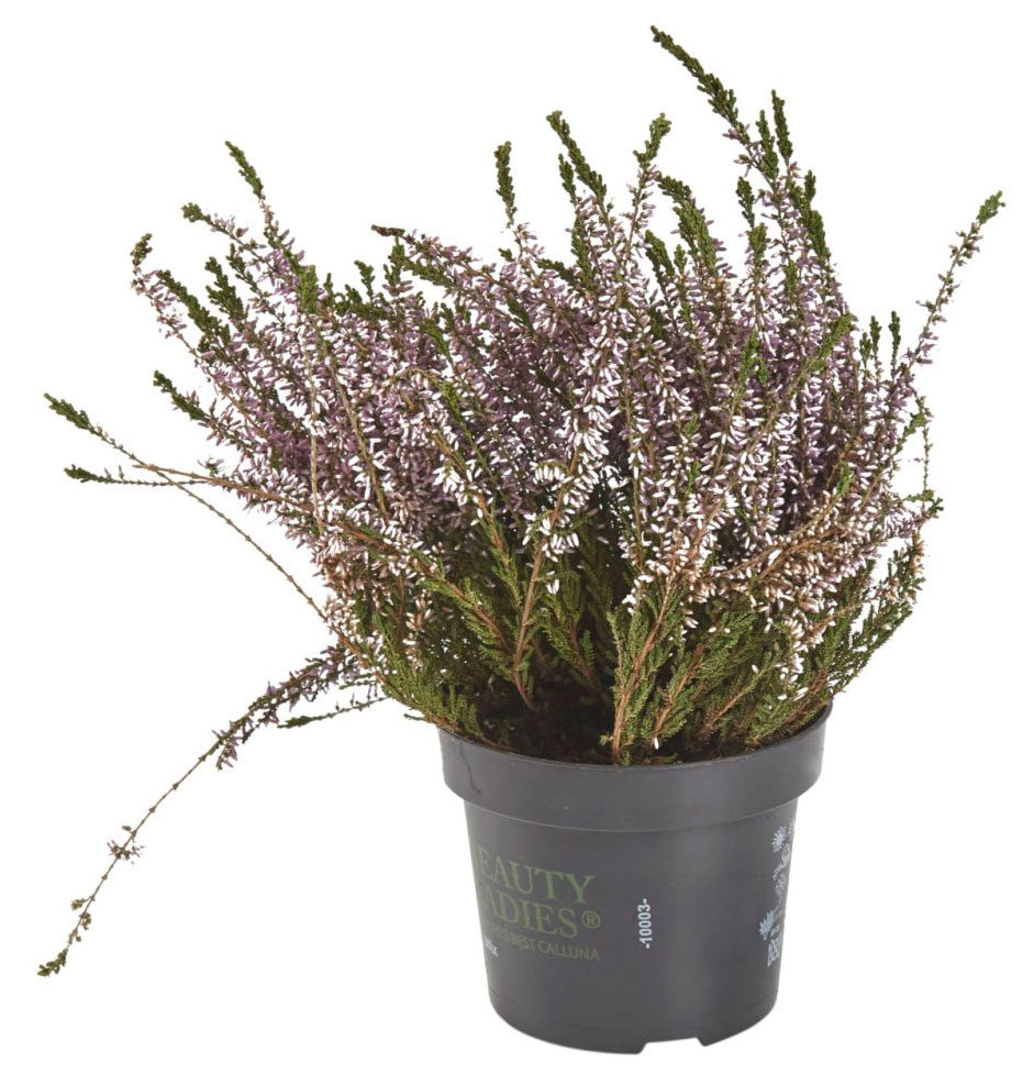 

Саженцы кустарноков Вереск лавандовый в горшке d 11 h 15 см, 1 шт