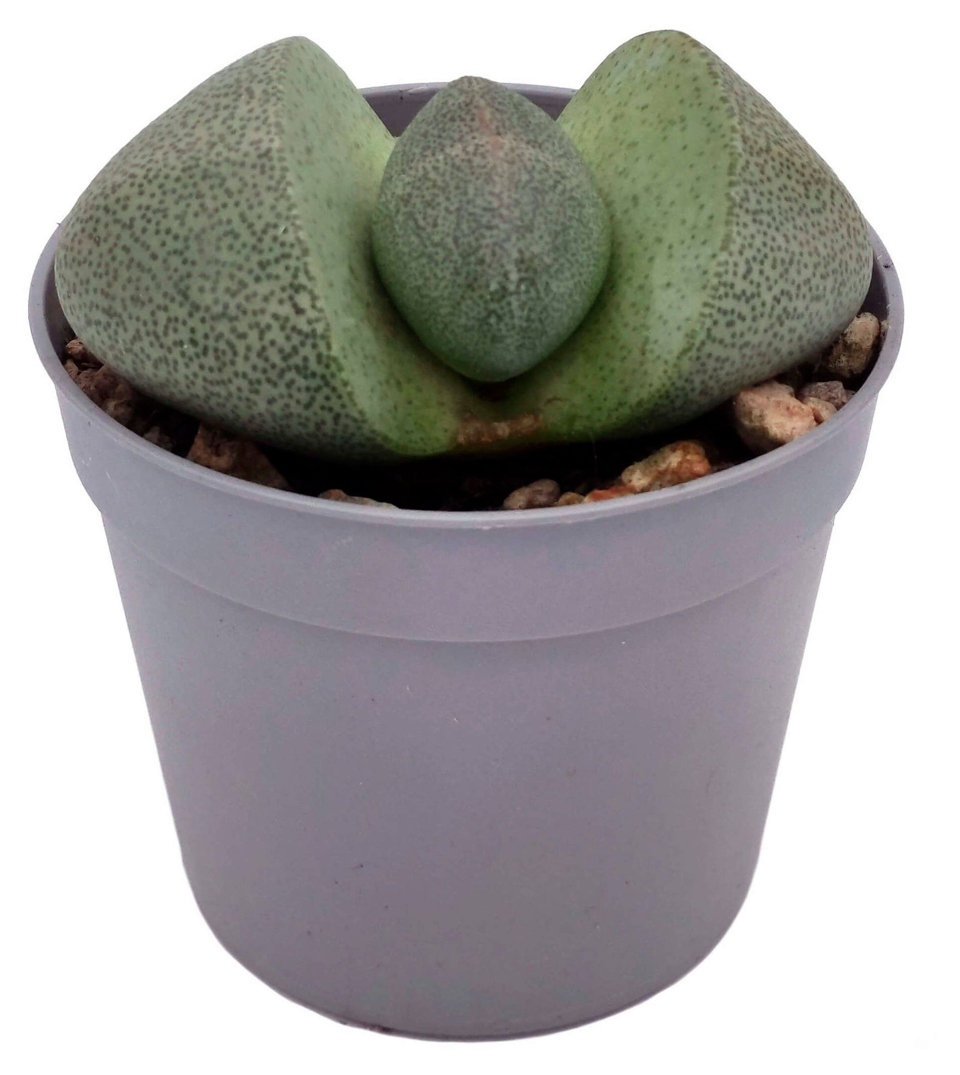 

Живое растение Суккулент Плейоспилос Нелла Энкель (Литопс) в горшке d 5,5 h 6 см, 1 шт