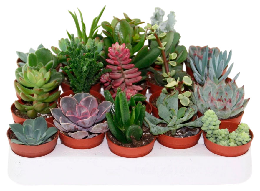 

Живое растение Суккулентный микс в ассортименте в горшке d 5,5 h 8 см, 1 шт