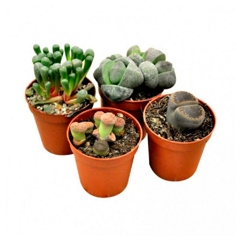 

Живое растение Суккулент Литопс микс в ассортименте в горшке, d 5,5 h 8 см