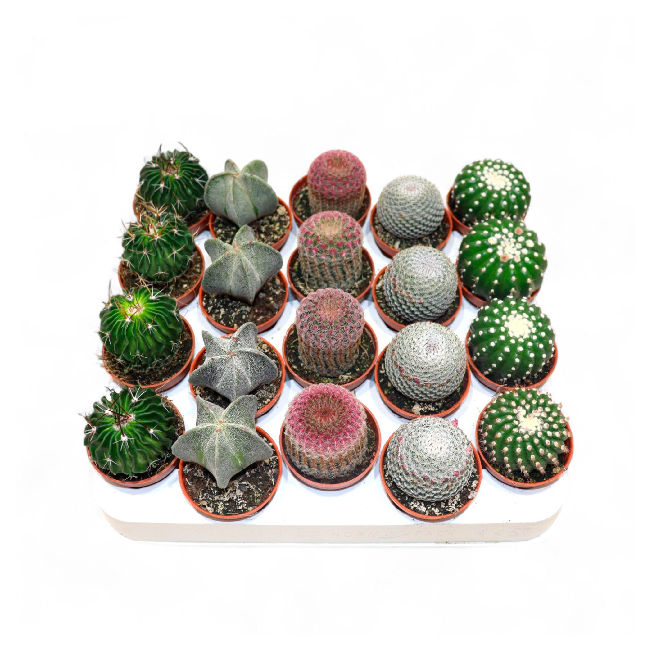 

Живое растение Кактус Сьеррас Бильбао микс в ассортименте в горшке d 5,5 h 12 см, 1 шт