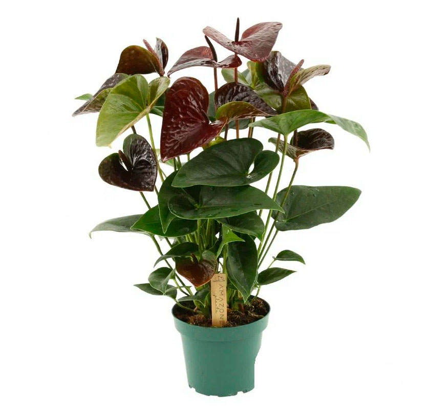 

Антуриум Эссенция в горшке, d 14 h 50 см