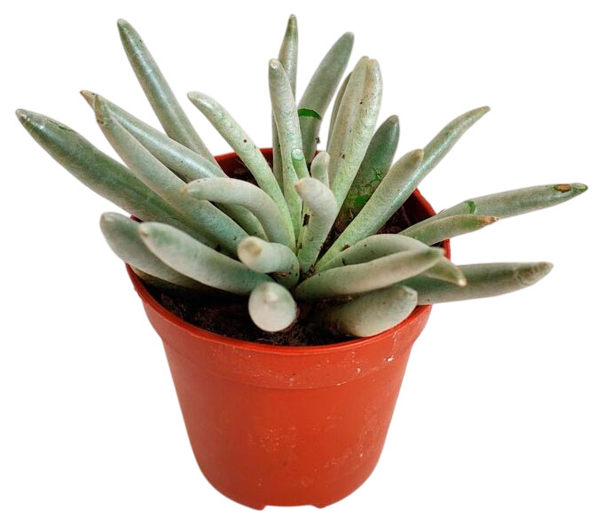 

Живое растение суккулент Сенецио (Крестовник) Скапосус в горшке d 8,5 h 15 см, 1 шт