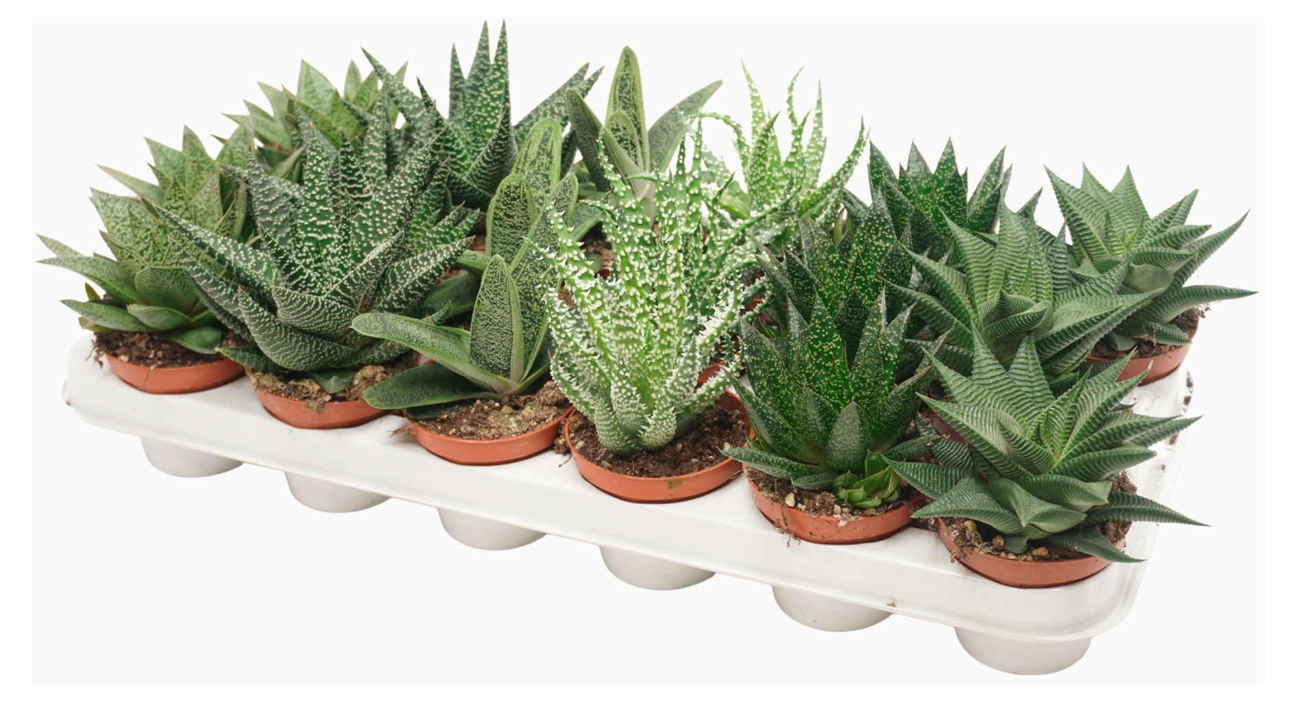 

Живое растение суккулент Алоэ микс в ассортименте в горшке d 5,5 h 10 см, 1 шт