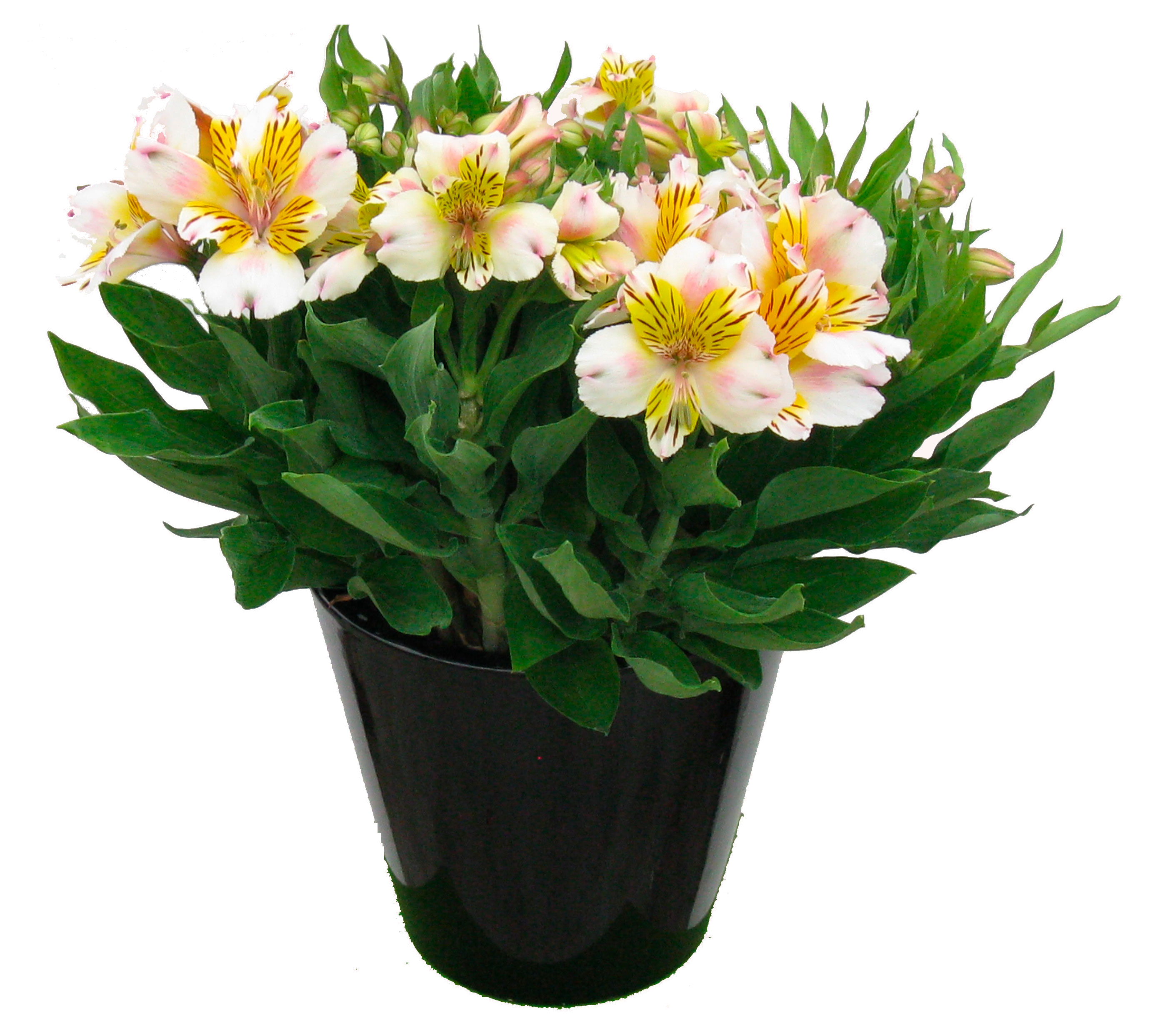 

Живое растение Альстромерия в кашпо d 20 h 36 см, 1 шт