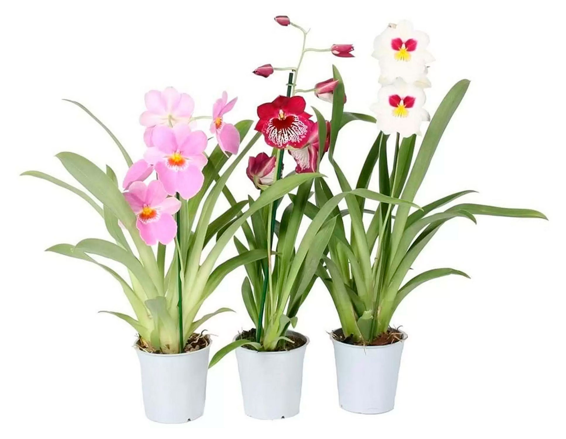 

Живое растение Орхидея Милтония микс 1 стебель в ассортименте в горшке d 12 h 50 см, 1 шт