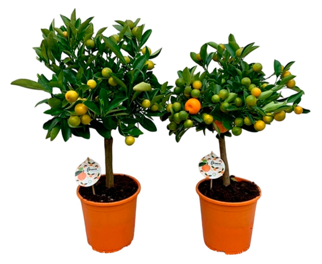 

Цитрус микс в горшке d 12 h 30 см, 1 шт в ассортименте