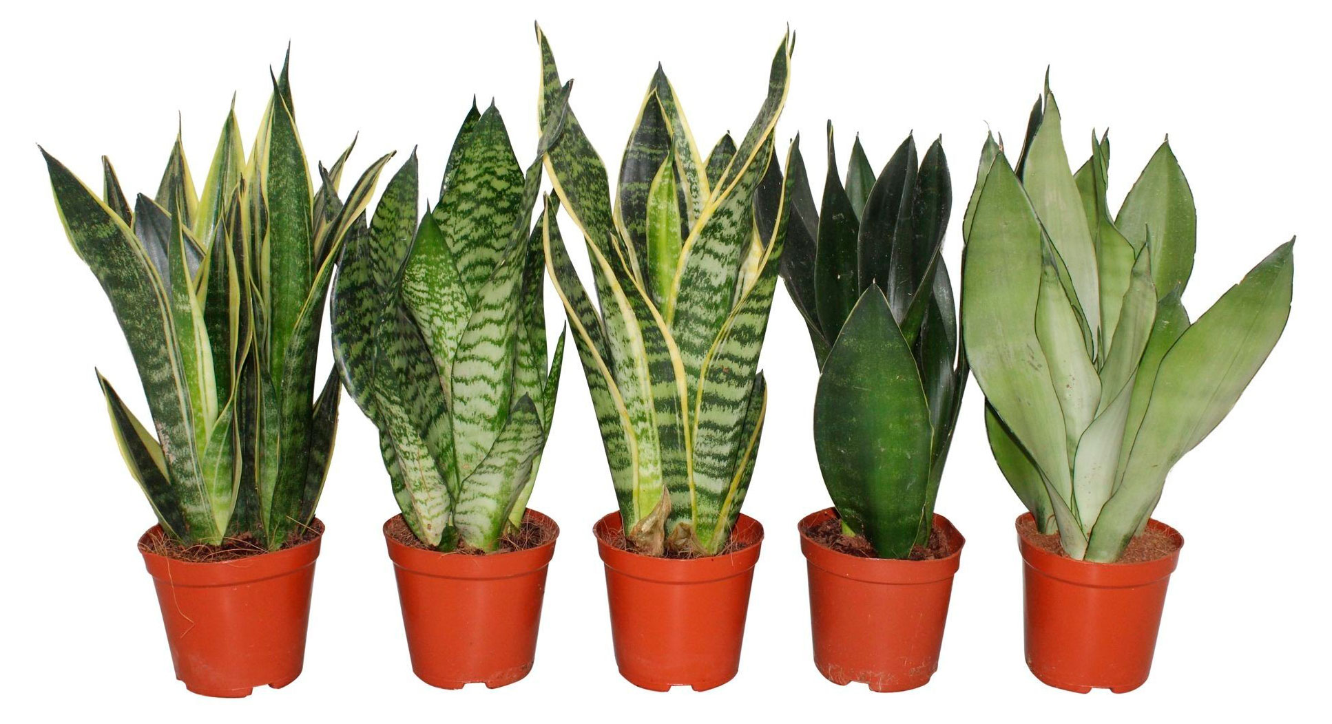 

Сансевьера Делюкс микс в горшке d 6 h 18 см, 1 шт в ассортименте