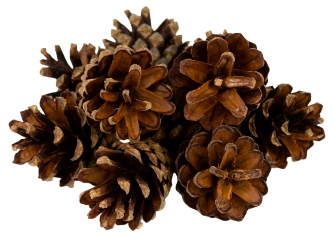 Изображение товара Набор сосновых шишек 10 шт для флористики и декора 5-6 см Россия