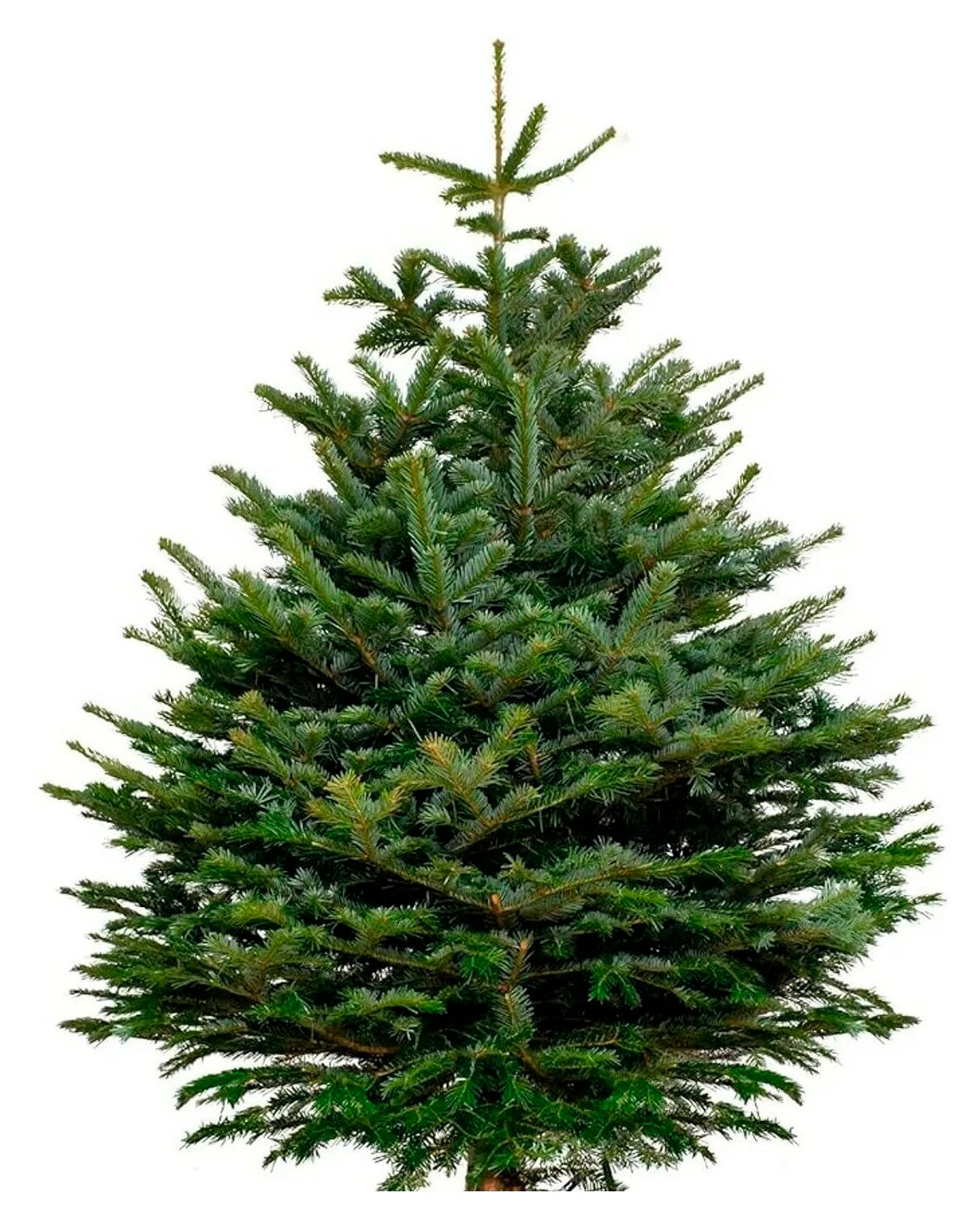 

Живая Пихта Гранди зеленая срезанная сруб, 125-150 см