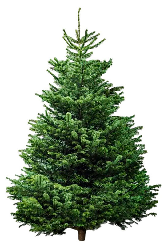 

Живая Пихта Нордмана Стандарт зеленая срезанная сруб, 200-225 см