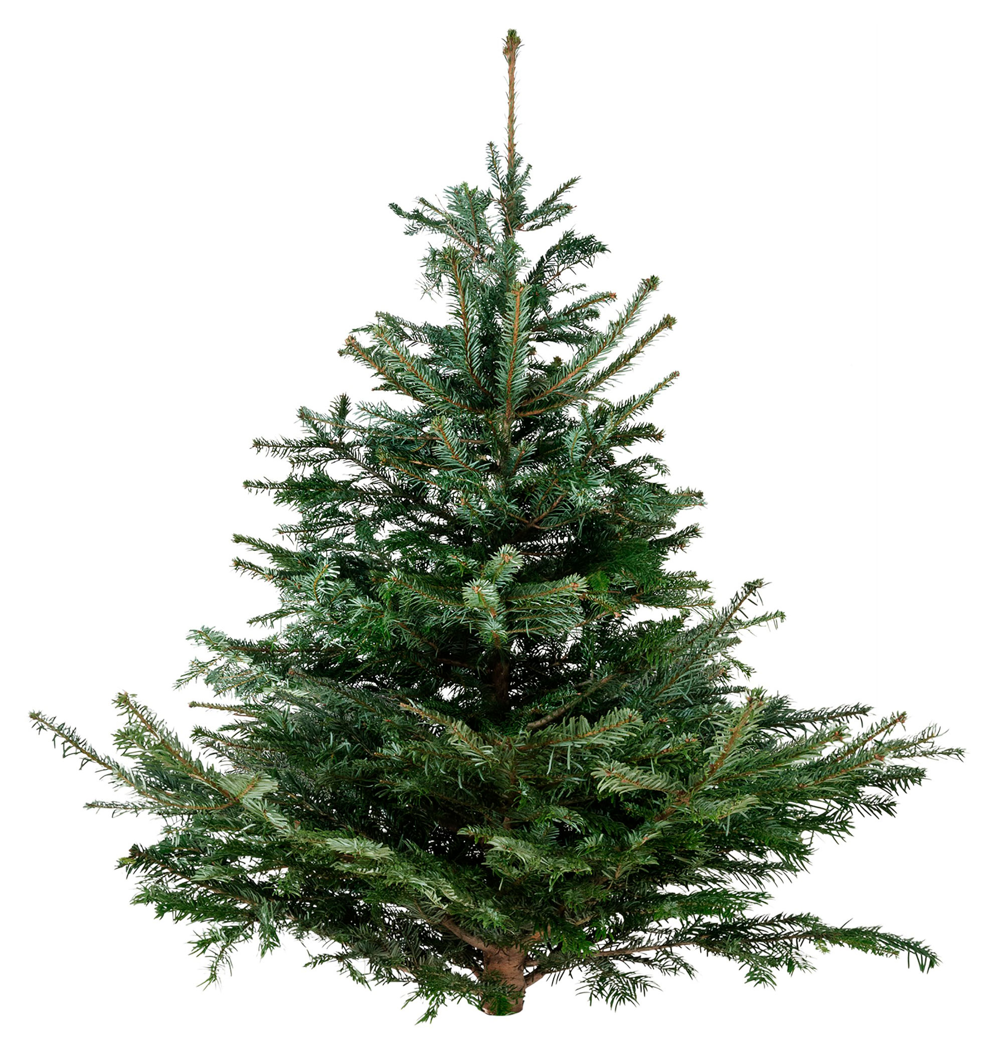 

Живая Пихта Нобилис зеленая срезанная сруб, 100-125 см