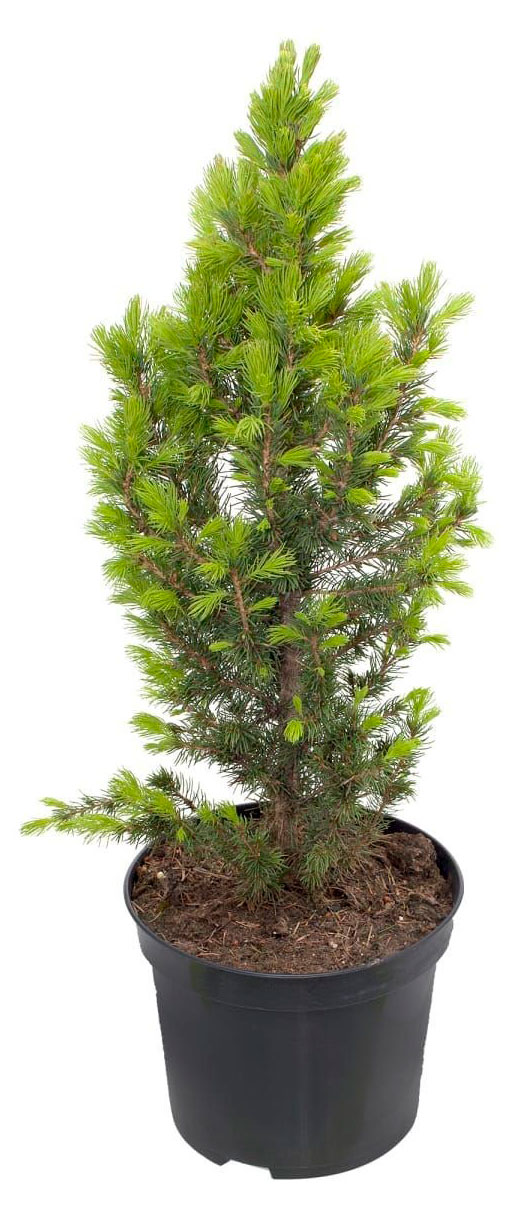 

Саженцы хвойных деревьев Ель Глаука Коника в горшке, d 9 h 30 см