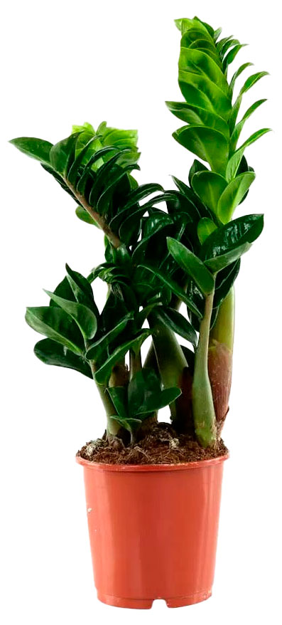 

Живое растение Замиокулькас Зензи в горшке d 9 h 22 см, 1 шт