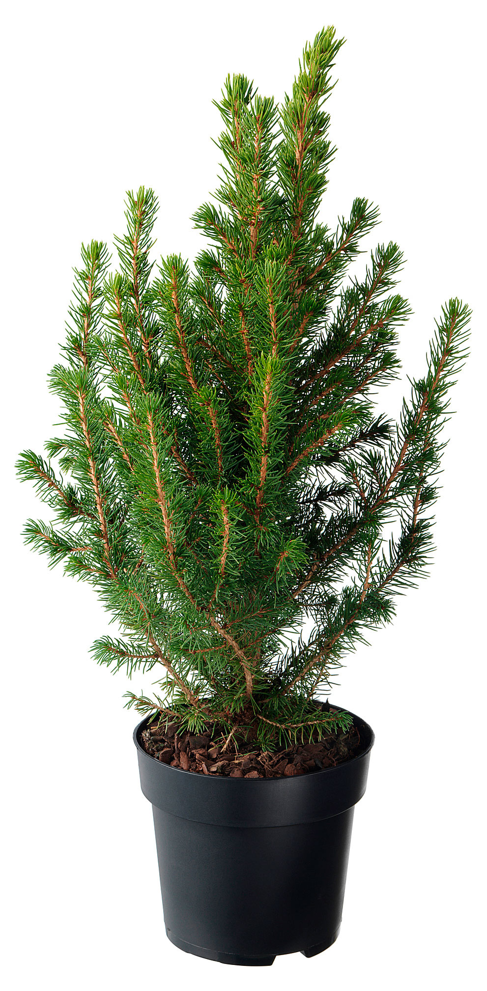 

Саженцы хвойных деревьев Ель Глаука Коника в горшке, d 9 h 30 см