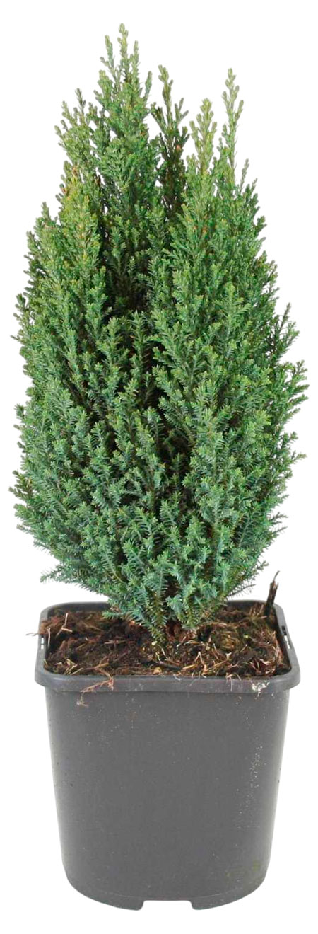 

Саженцы хвойных деревьев Кипарисовик Лавсона Элвуди в горшке, d 9 h 35 см