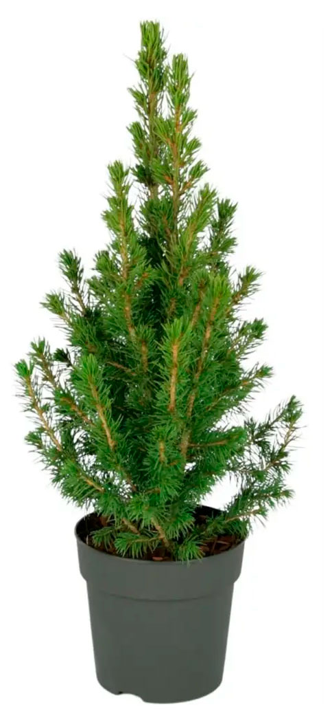 

Саженцы хвойных деревьев Ель Глаука Коника в горшке, d 13 h 45 см