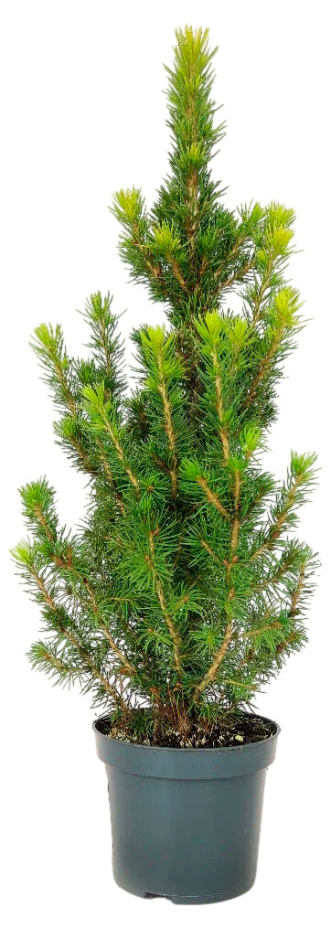 

Саженцы хвойных деревьев Ель Глаука Коника в горшке, d 9 h 30 см