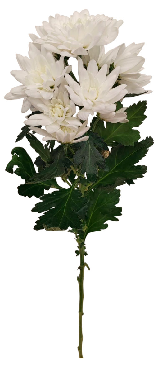 

Хризантема кустовая живая срезанная с ароматом для букета в ассортименте h 50 см, 1 шт