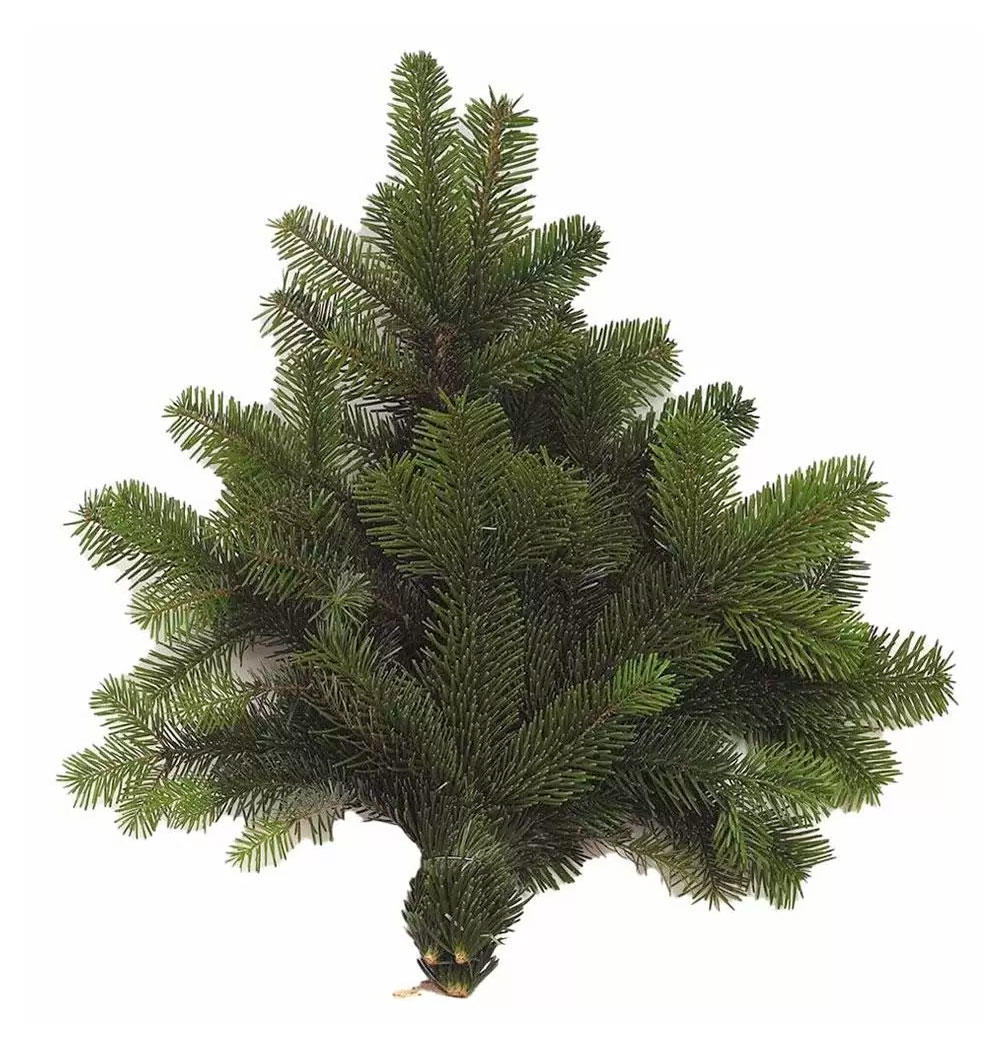 

Букет лапника из веток живой Пихты Нордмана зеленая срезка, h 40-60 см