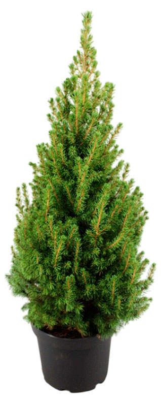 

Саженцы хвойных деревьев Ель Коника в горшке, d 9 h 35-45 см