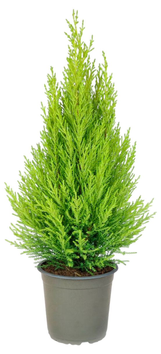 

Саженцы хвойных кустарников Кипарисовик Голдкрест Вилма в горшке, d h 30 см