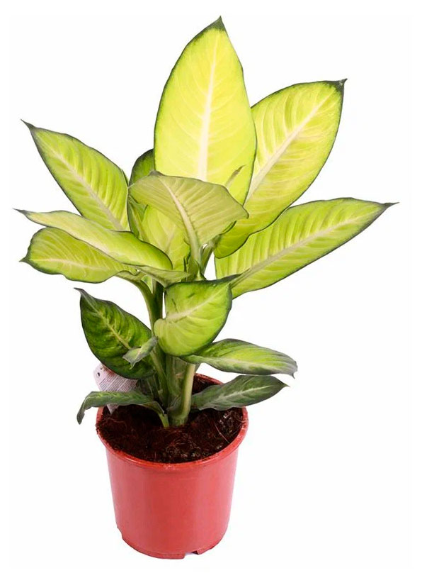 

Живое растение Диффенбахия Саммер Стайл в горшке d 12 см, 1 шт