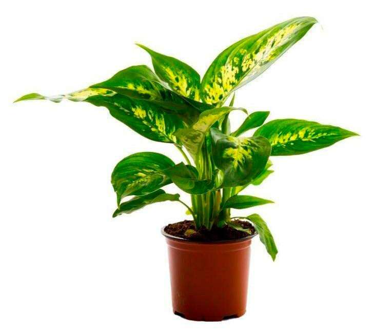 Изображение товара Диффенбахия Визувис в горшке 12 см — декоративное комнатное растение